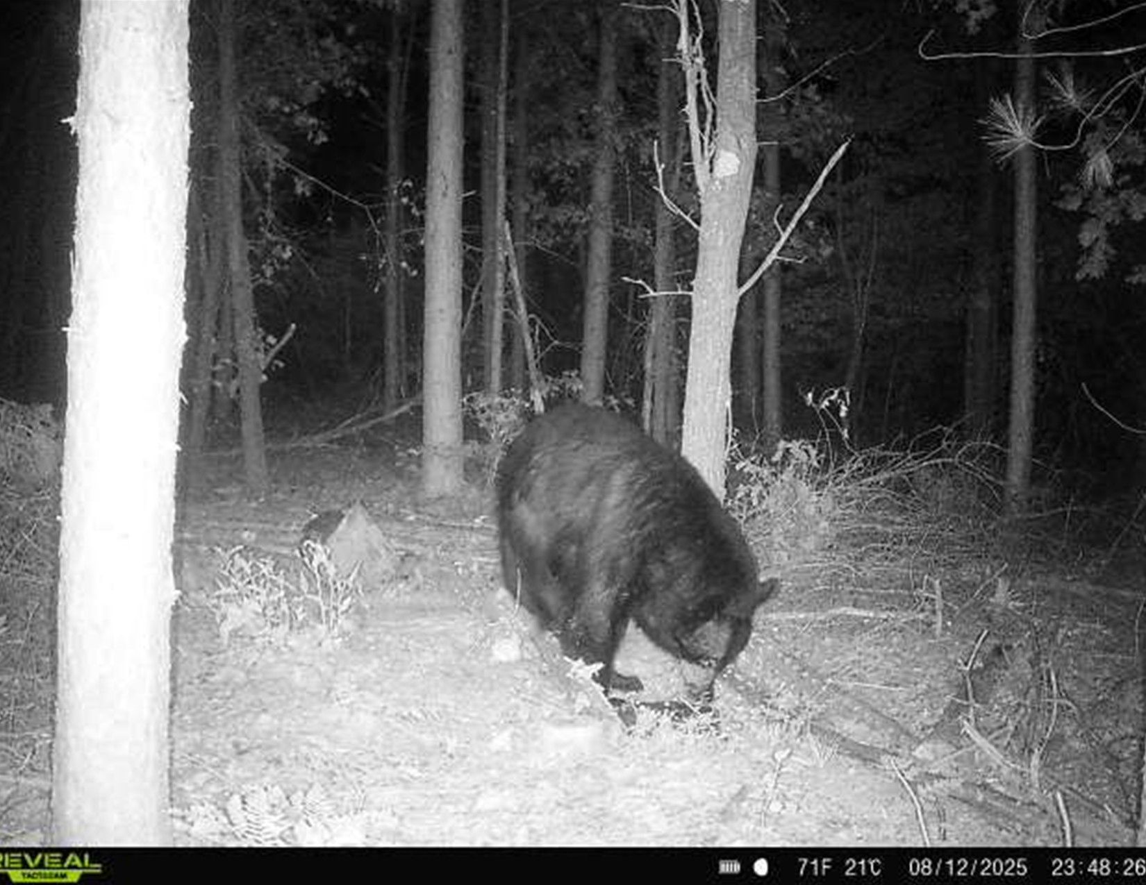 Listing Photo: Trail Camera Photo6